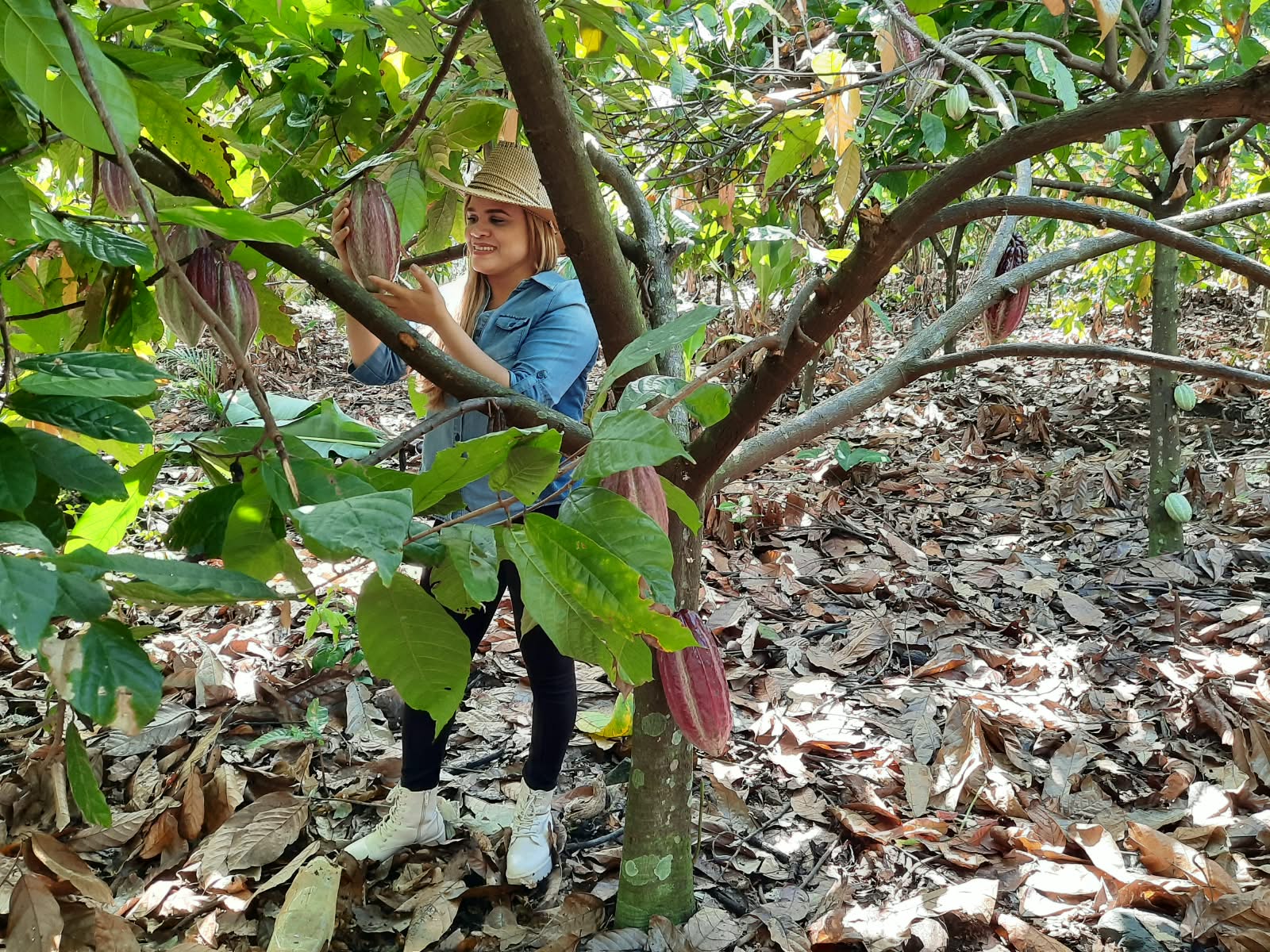 Cacao